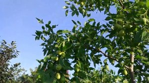 Зизифус у меня в саду, ТА ЯН ЦЗАО.