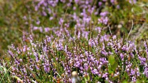 DOOGEE V31GT - THE BEST TOP CLASS RUGGED PHONE - FULL TEST - 4K