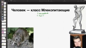 6.1. Сходства человека и Хордовых, Млекопитающих, Приматов | Анатомия к ЕГЭ | Георгий Мишуровский