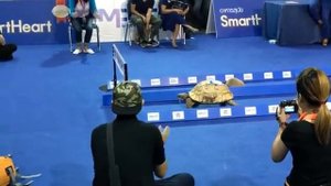 ЧЕРЕПАХА или ЗАЯЦ (Tortoise vs Hare)