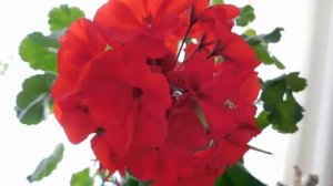 Герань будет цвести пышно круглый год. Подкормка герани в зимний период