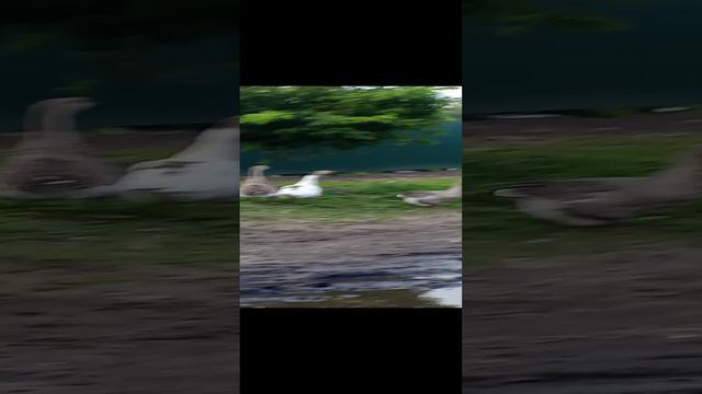 встреча с гусями 🫶 смотреть онлайн