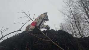Как обычно прогулка с тигренком Каталиной)