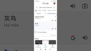 серая птица на китайском 😂
