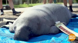 В мире. Спасли морскую корову. Доброе утро. Фрагмент выпуска от 08.11.2019