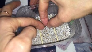 Посев семян адениума арабикум и сомаленс.