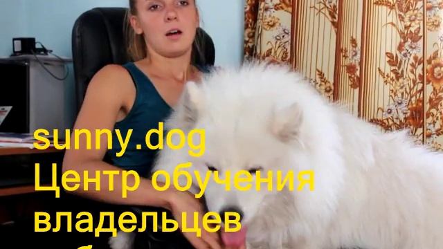 Что делать если собака проглотила инородный предмет? Мячик, носок, кулёк. смотреть онлайн