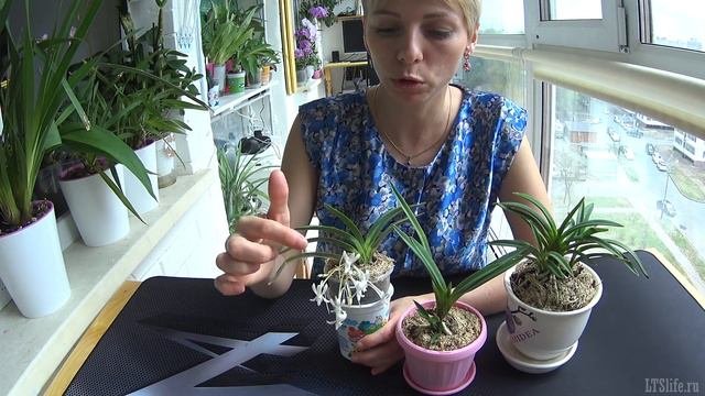 Неофинетия распустилась, результаты после пересадки! Flowering Orchids Neofinetia Falcata!