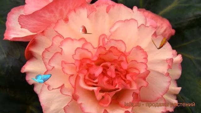 Бегония клубневой Вайт Пинк (white pink) ? обзор: как сажать, семена бегонии Вайт Пинк смотреть онлайн