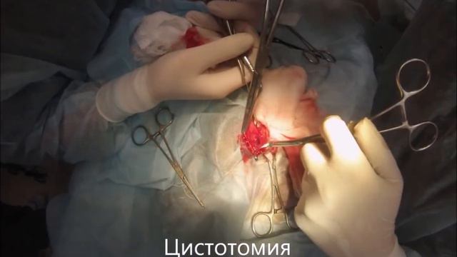 Рак мочевого пузыря у собаки. смотреть онлайн