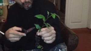 Размножение ежевики корневыми черенками