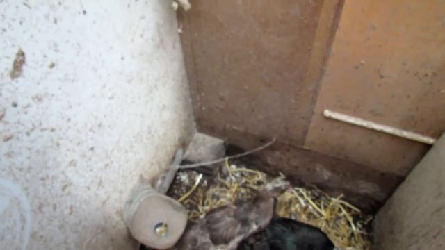 "Перепёлкино" Почему индоутка не растёт? смотреть онлайн