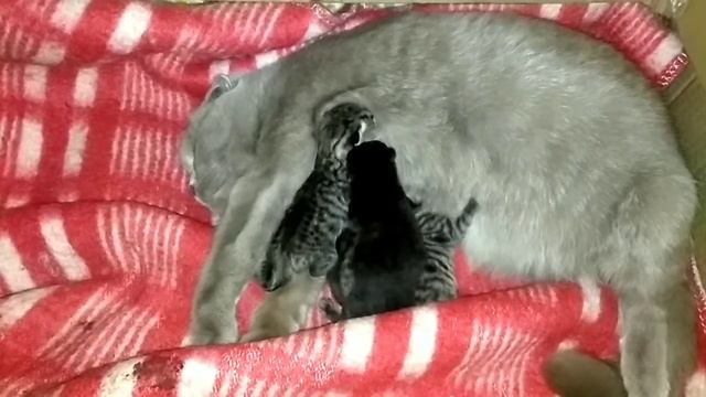 23.12.2020 в семье прибавление. Котята родились. Чистокровные шотландские. смотреть онлайн