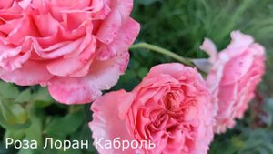 ЛУЧШИЕ РОЗЫ 2022