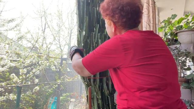 Pruning Euphorbia 260 cm in spring. Обрезка Молочая трехгранного весной. смотреть онлайн