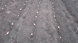 посадка картофеля мотоблоком нева.
