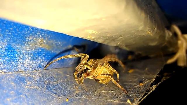 Паучек на пляже (Феодосия, Береговое - 2013) смотреть онлайн