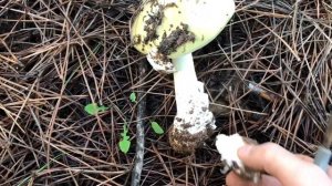 Her mantar avcısı bu mantarı tanımalı! Amanita phalloides - Köygöçüren mantarı