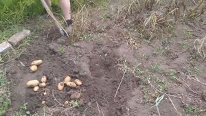 Урожай картофеля поврежденного градом.