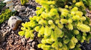 Редкие хвойные с ЗОЛОТЫМ приростом!🔥Остановись, мгновенье! Ты прекрасно! 🤩30 мая 2024г