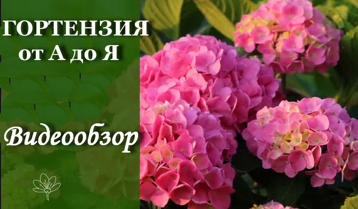 Сорта Гортензии - все о растении