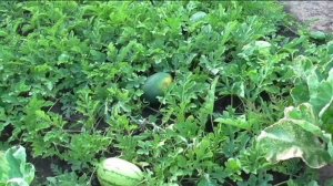 Как делаю грядки на моем огороде