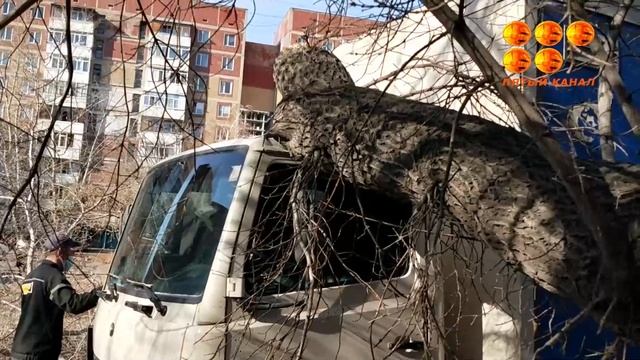 Дерево упало и повредило машину. смотреть онлайн
