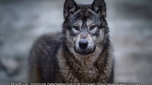 Волкособы: описание породы, размер собак