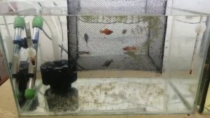 Каряга для аквариума(как сделать декор своими руками в аквариуме)