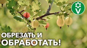 ОБРЕЖЬТЕ ТАК КРЫЖОВНИК ОСЕНЬЮ – И ЯГОД БУДЕТ НЕ СЧЕСТЬ! + Искореняющая обработка