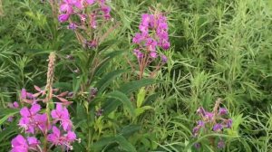 Наша усадьба на 2 гектара с высоты птичьего полёта