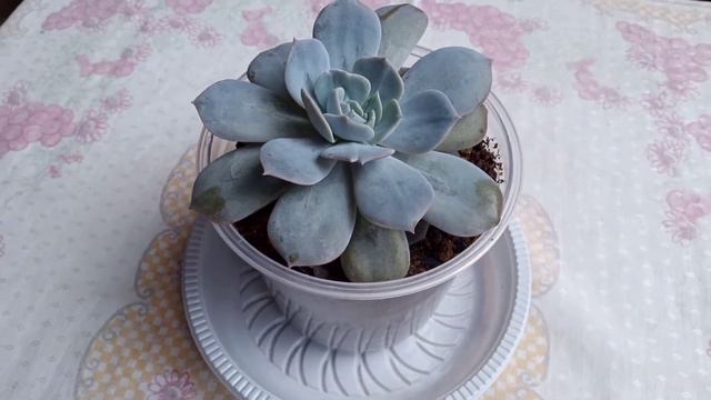 TUDO SOBRE O CULTIVO DA SUCULENTA ECHEVERIA CALY ARGENTEA 🌵🌿🌺🌷 смотреть онлайн