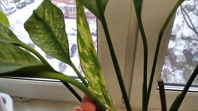 Спатифиллум Нью Ван смотреть онлайн