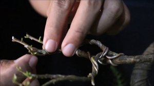 Golden Ficus Microcarpa Twin Trunk Bonsai