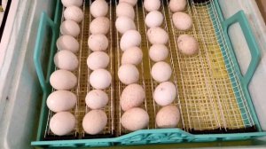 ВЫЛУПЛЕНИЕ УТЯТ В ИНКУБАТОРЕ! УТЯТА МУСКУСНЫХ УТОК, КАК ВЫВЕСТИ УТЯТ В ИНКУБАТОРЕ? НОВЫЕ УТЯТА