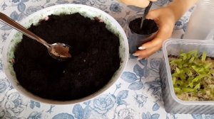 Пикировка целозии гребенчатой