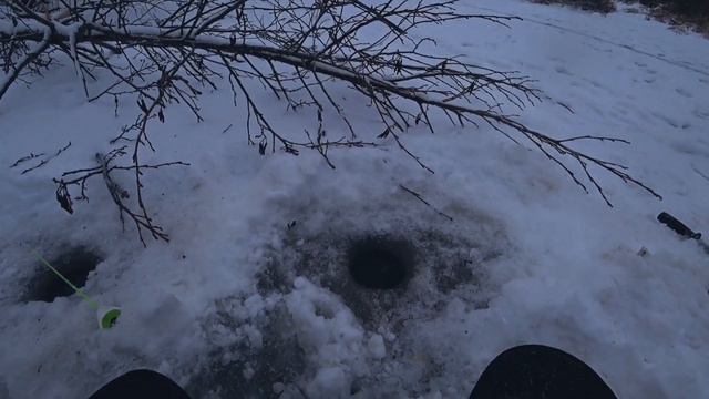 Пробурил лунку в самый куст, и рыбалка пошла.