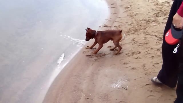 Пёрышко и цвергпинчер Чак смотреть онлайн