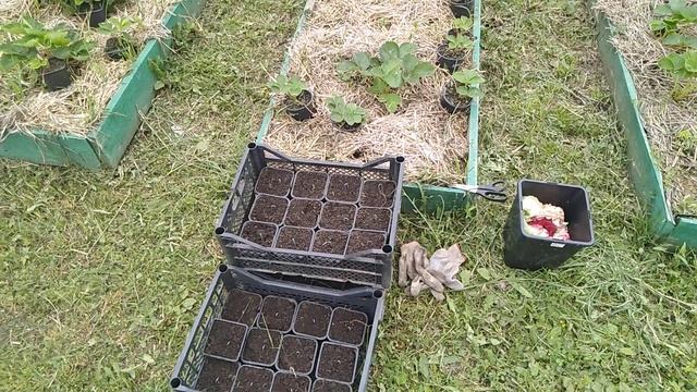 Как составить грунт для рассады клубники // Горшки и шпильки// Ягодный Огород смотреть онлайн