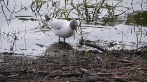 озерная чайка клюет рыбью голову