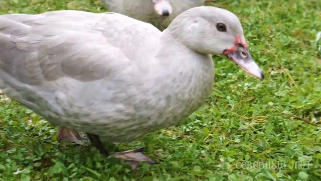 ЛАВАНДА. Окрасы индоуток: часть 10. Окрасы мускусных уток смотреть онлайн