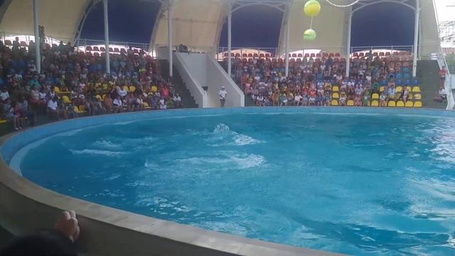 #крым2020 #крым #коктебельделифинарий #дельфинарий #коктебель #крым #коктебель2020 #отпусккрым #мор смотреть онлайн