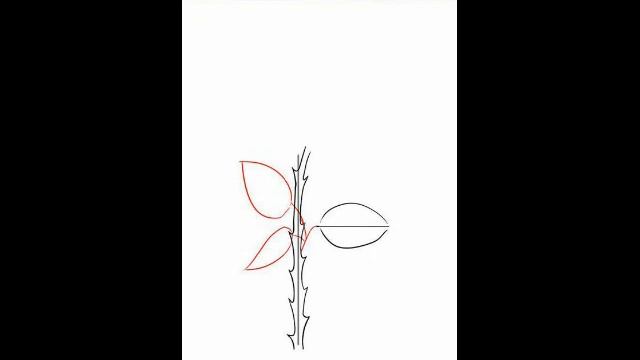 Как нарисовать розу смотреть онлайн