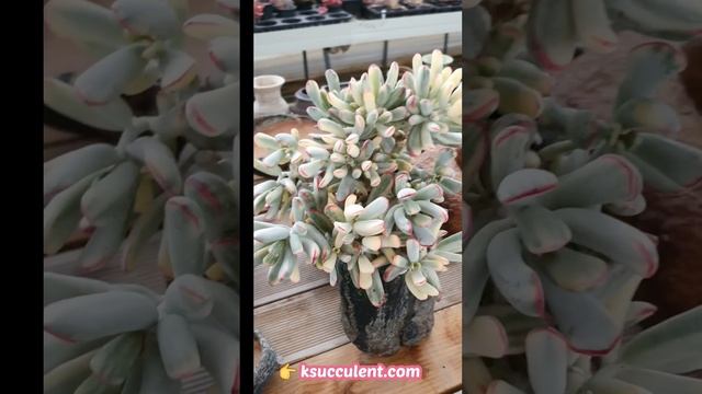 Cotyledon orbiculata cv variegated