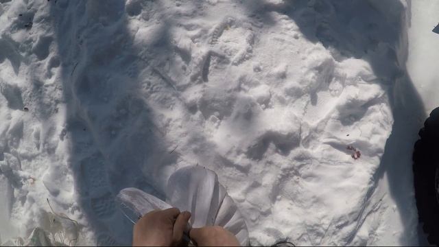 РАЗВЕДЕНИЕ КРОЛИКОВ В ЛЕСУ/ завезли домашних кроликов в лес