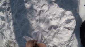 РАЗВЕДЕНИЕ КРОЛИКОВ В ЛЕСУ/ завезли домашних кроликов в лес