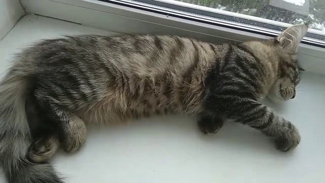 Кошечка Мейн кун Равенна, ласкушка с тяжелым взглядом смотреть онлайн