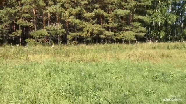 За Грибами в Лес.Набрали Маслят... смотреть онлайн