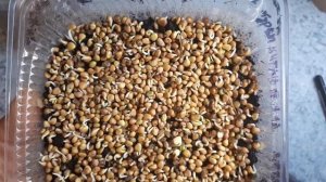 Гениальное просто! БИО-Анализ ph вашей почвы в домашних условиях!