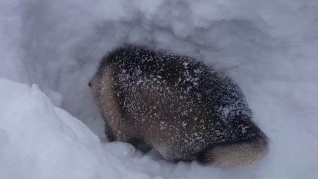 Настоящий Снежный пес Маламут! #malamuteland смотреть онлайн